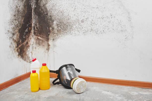 Best Emergency Mold Removal  in Homestead, PA