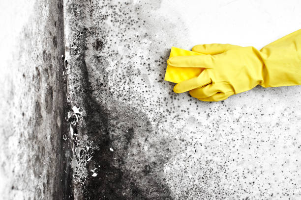 Best Local Mold Removal Service  in Homestead, PA