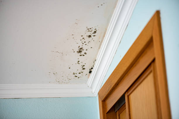 Certified Mold Removal in Homestead, PA