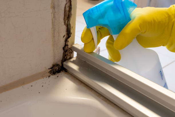 Best Certified Mold Removal  in Homestead, PA