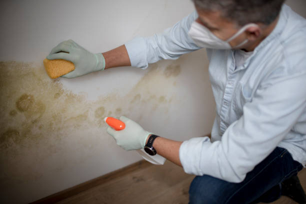 Best Attic Mold Removal  in Homestead, PA
