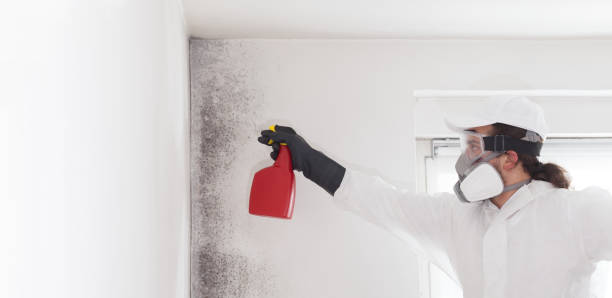 Best Residential Mold Removal  in Homestead, PA