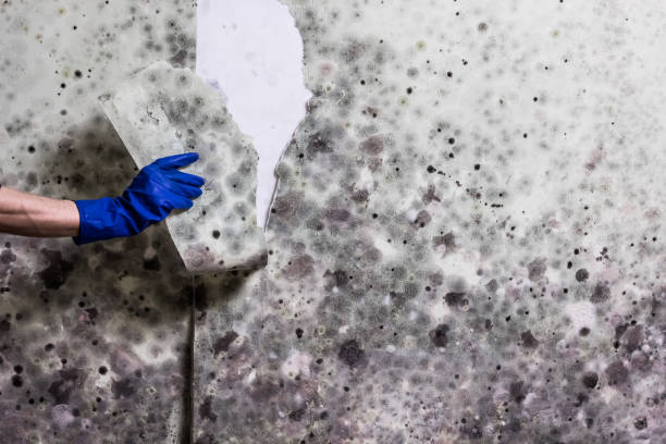 Mold Removal Process in Homestead, PA