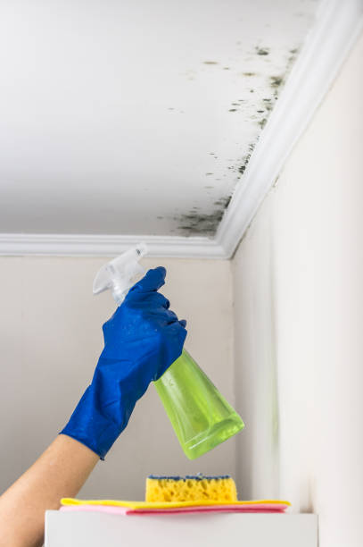 Best Fast Mold Removal  in Homestead, PA