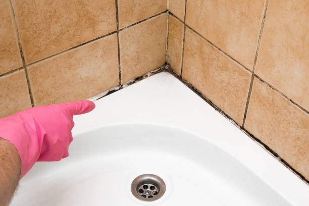 Professional Mold Removal in Homestead, PA
